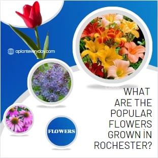 What are the popular flowers grown in Rochester