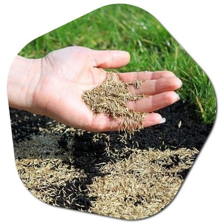 What is the best moon phase to plant grass seed