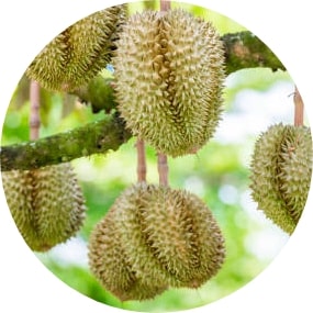 What is the famous fruit in Indonesia