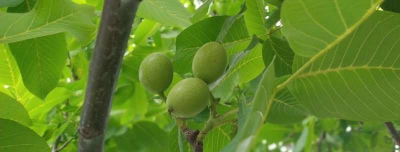 What nut trees grow in Greece