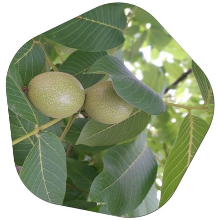 Where can walnut trees grow in America