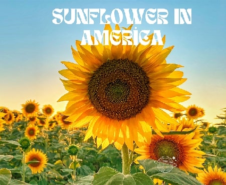 Where do sunflowers grow best in the US