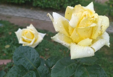 Where do yellow roses grow best