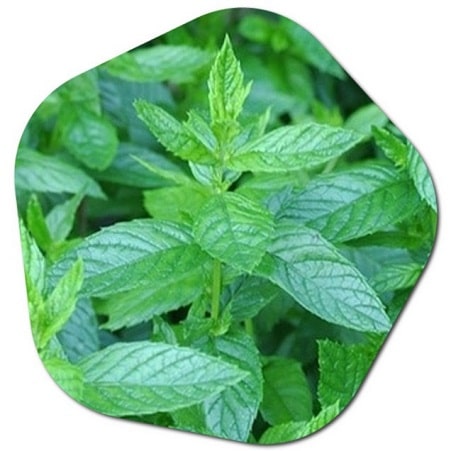 Where does mint grow well in Canada