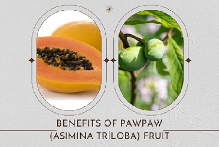 Where does the pawpaw (Asimina triloba) tree grow in North America
