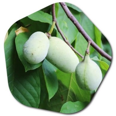 Where does the pawpaw (Asimina triloba) tree grow in North America