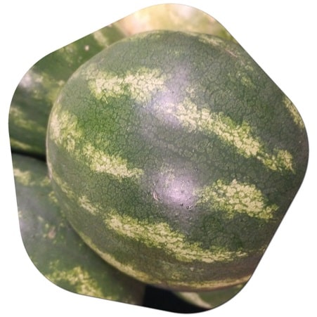 Where does watermelon grow in USA