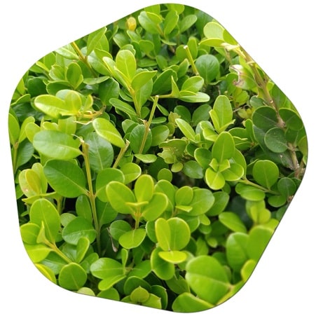 Why is boxwood so highly preferred