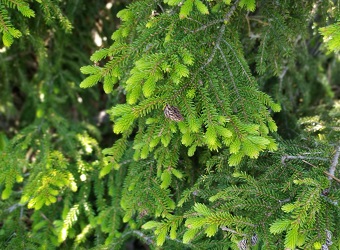 Are Spruce trees common in Japan