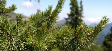 Are there pine forests in Los Angeles?