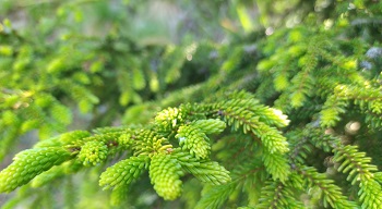Can Spruce Trees Grow in Japan