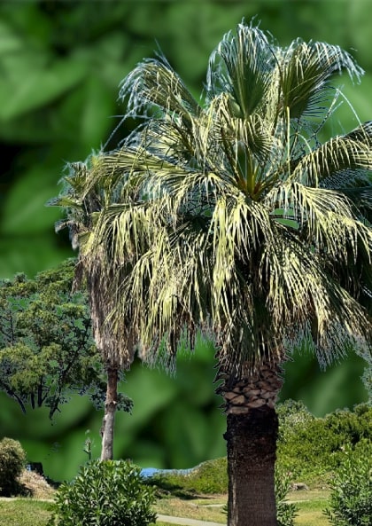 Can palm trees grow in Sweden