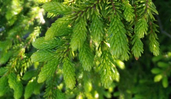 Can spruce trees grow in gardens as ornamental trees in Saudi Arabia