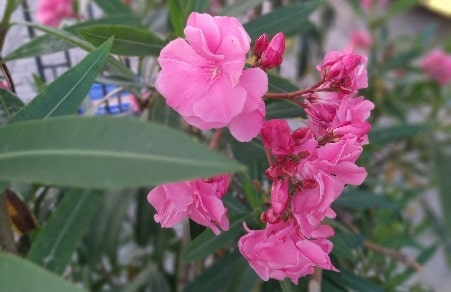 Can the Oleander Flower Plant Grow in Africa