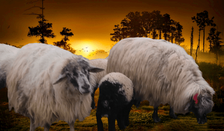 Can you have sheep in California?