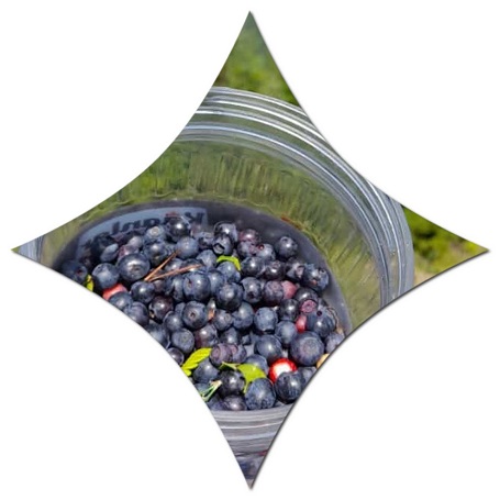 Do blueberries grow in Scandinavia