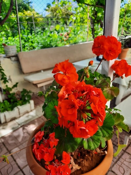 Do geraniums bloom all year in California