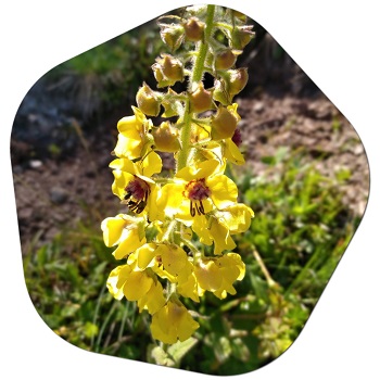 Does mullein grow in the US