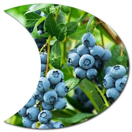 How do I make my soil more acidic for blueberries