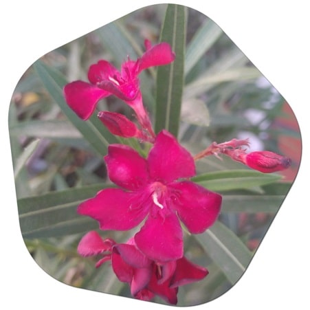 How do you care for an oleander tree in the UAE