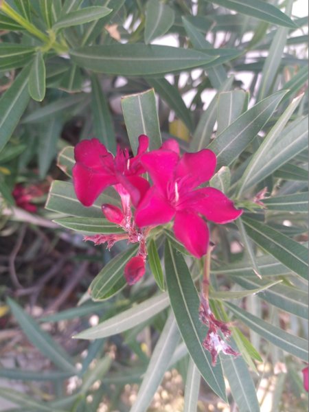 How do you care for oleanders in the UK?