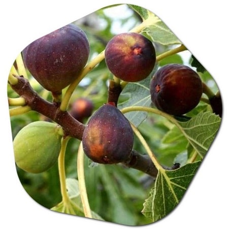 How many figs a day are good for health Benefits of figs 