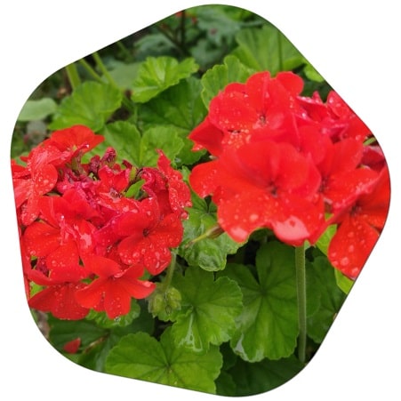 How to Care for the Arch Geranium Flower