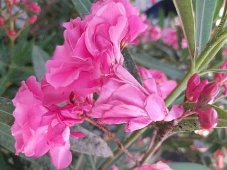 In which countries in Africa does the oleander plant grow well