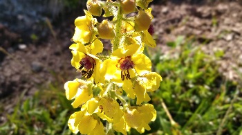 In which states does mullein grow in America