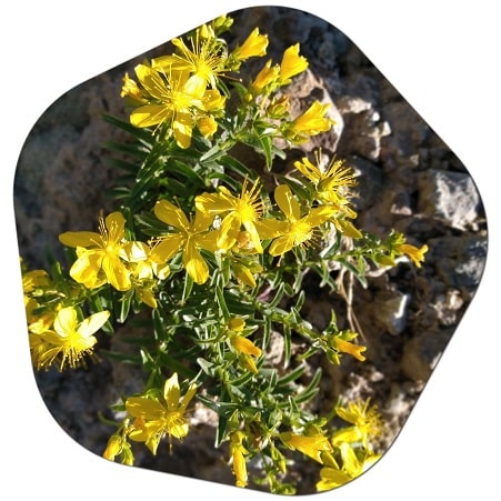 Is St John's Wort available in Canada
