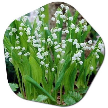 Is lily of the valley invasive in the US?