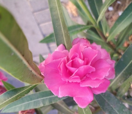 Oleander flower characteristics in Hungary