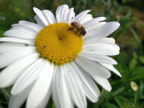 What daisies are native to the US?
