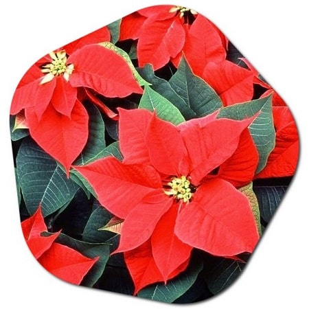 What does a poinsettia mean in America
