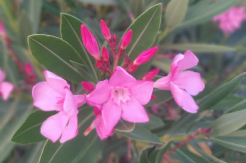 What happens if you touch oleander flowers?