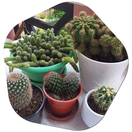 What is a Cactus? How to Grow a Cactus? Cactus Varieties
