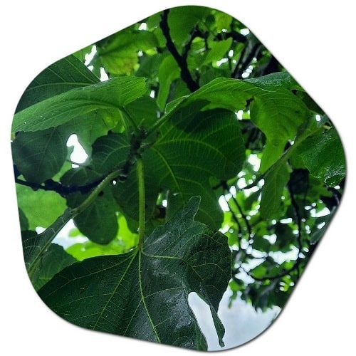 What is fig leaf good for? FIG leaf benefits