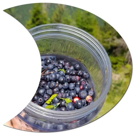 What is the best fertilizer for blueberries