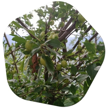 What is the best plum tree to plant UK
