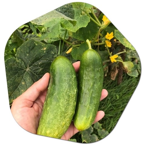 What is the best state to grow Cucumbers in America?