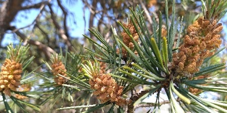 What is the most widely planted pine tree in the US?