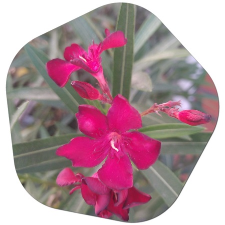What makes oleander poisonous