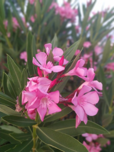 What months does oleander bloom in England