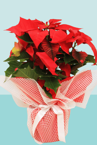 Who introduced poinsettias to the US?