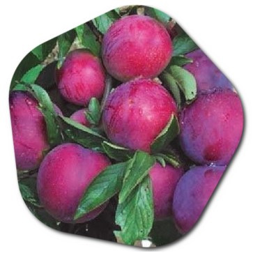 Will a plum tree grow in UK Which plum tree is best UK Are all UK plums edible