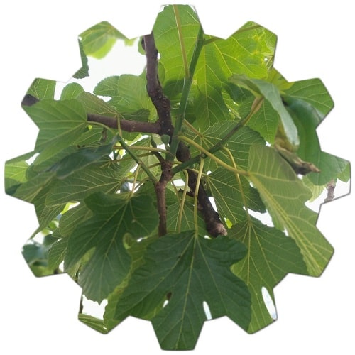 fig leaf benefit
