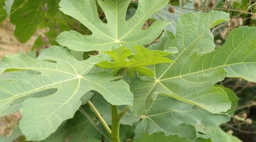 fig leaves