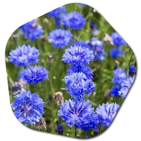 10 blue flowers in the United States, 10 popular blue-colored flowers in the USA,