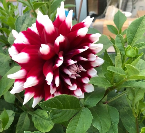 Can dahlias grow in the Netherlands