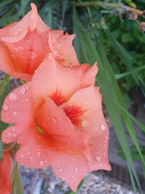 Can gladiolus grow in California